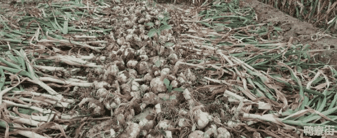 大蒜种植时间和方法是什么呢(大蒜种植时间与方法)